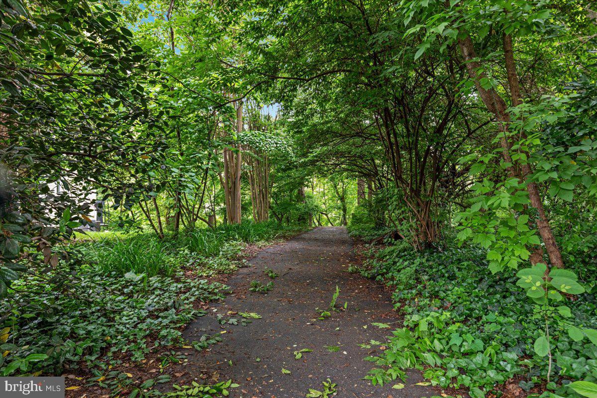 4817 Chevy Chase Boulevard Chevy Chase, MD 20815 - Photo 49 of 78 a view of a yard with plants and a trees