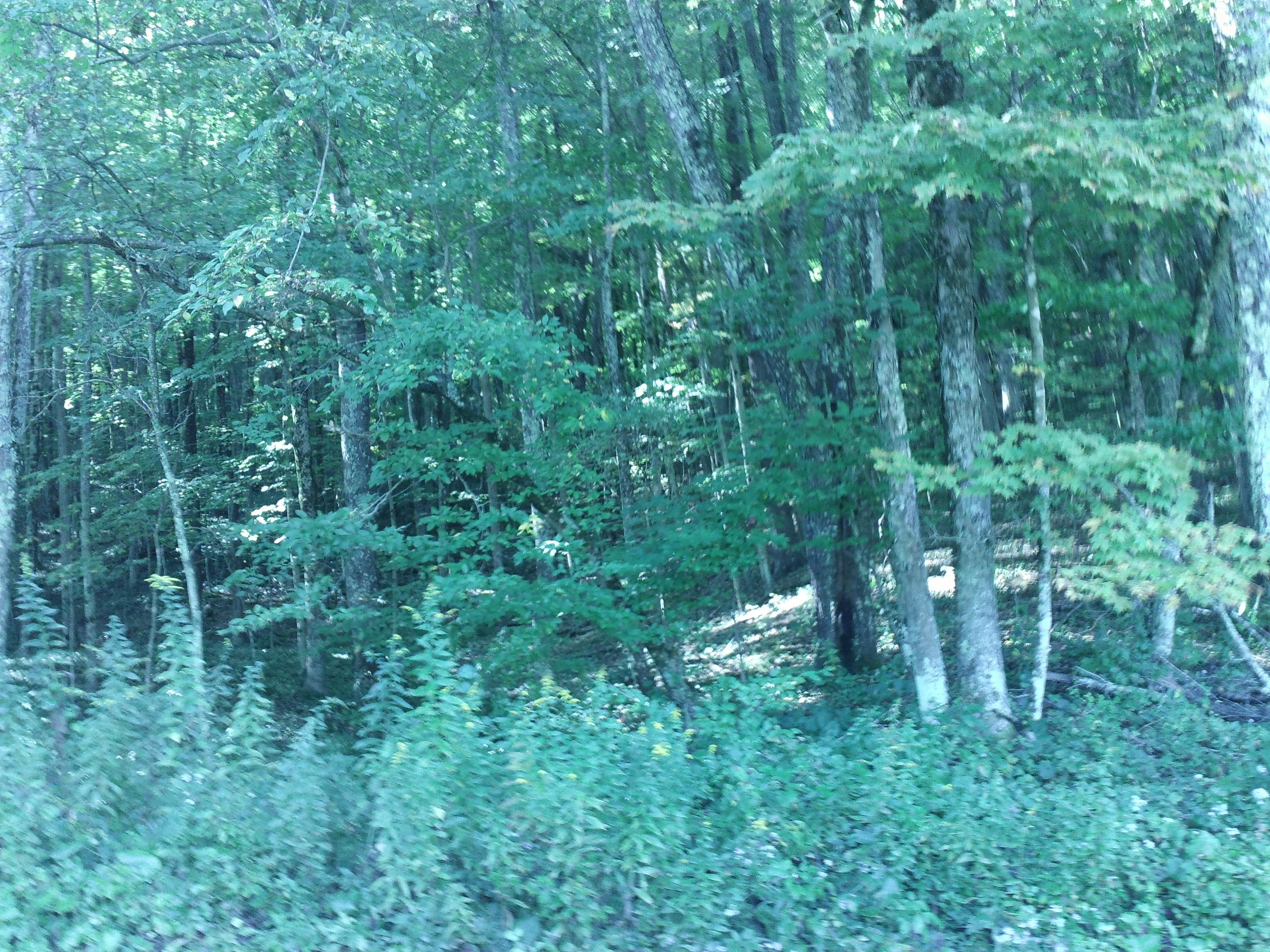 Craig Road Rainelle, WV 25962 - Photo 4 of 7 Gallery Image 4
