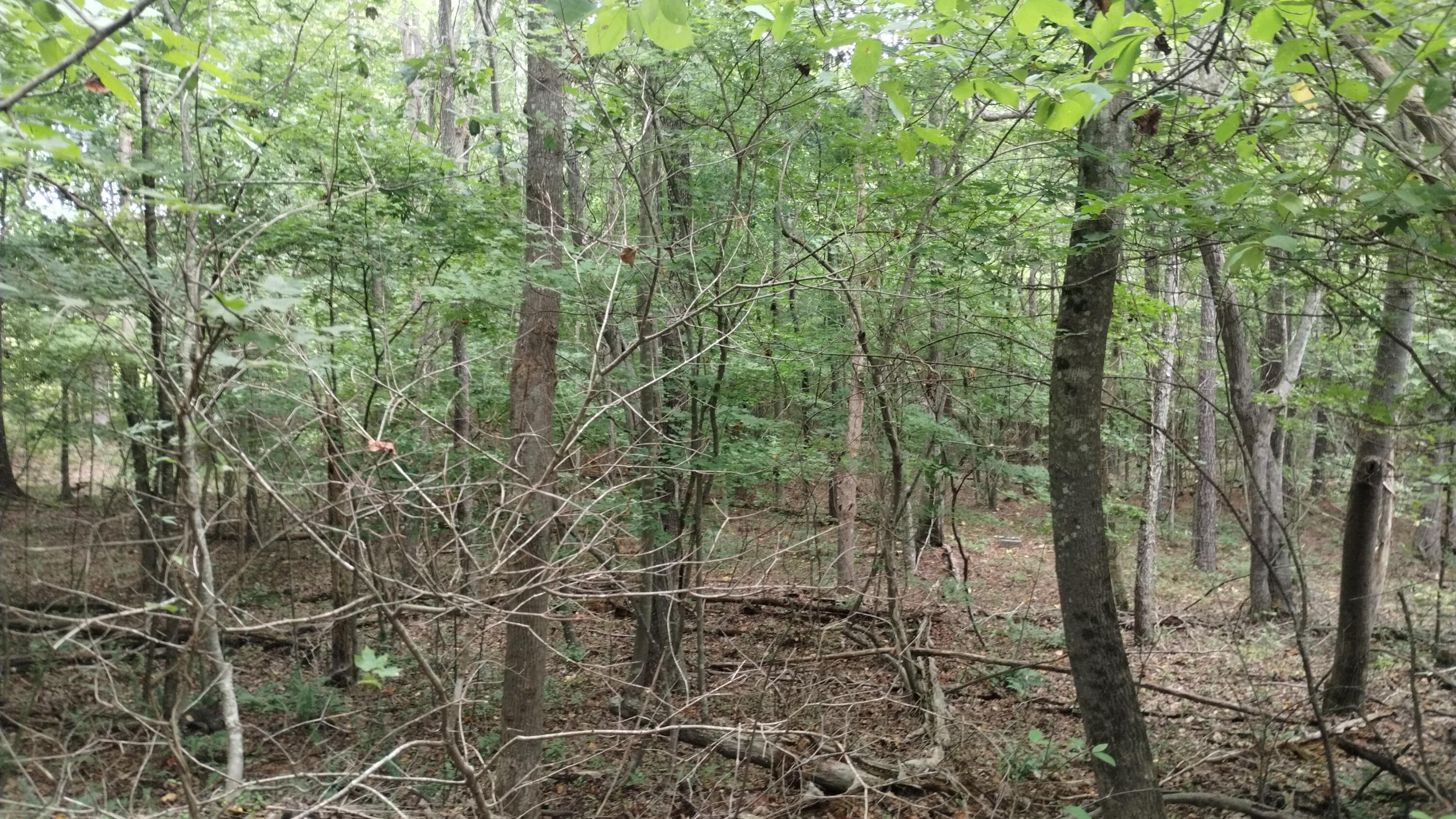 0 Houston Valley Road Ringgold, GA 30736 - Photo 2 of 11 hardwoods