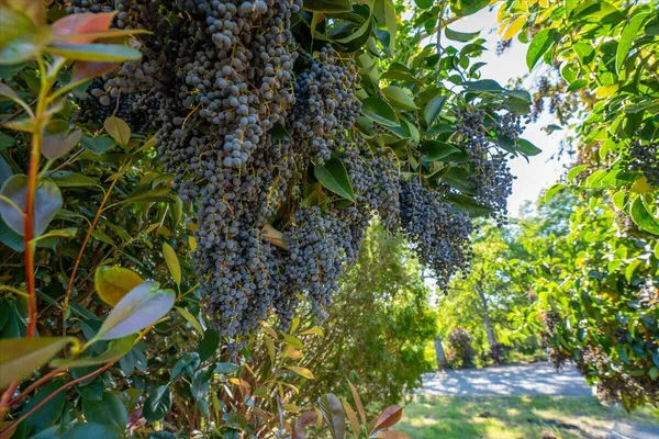 $669,900 | 14945 Caylor Lane, Red Bluff, CA 96080