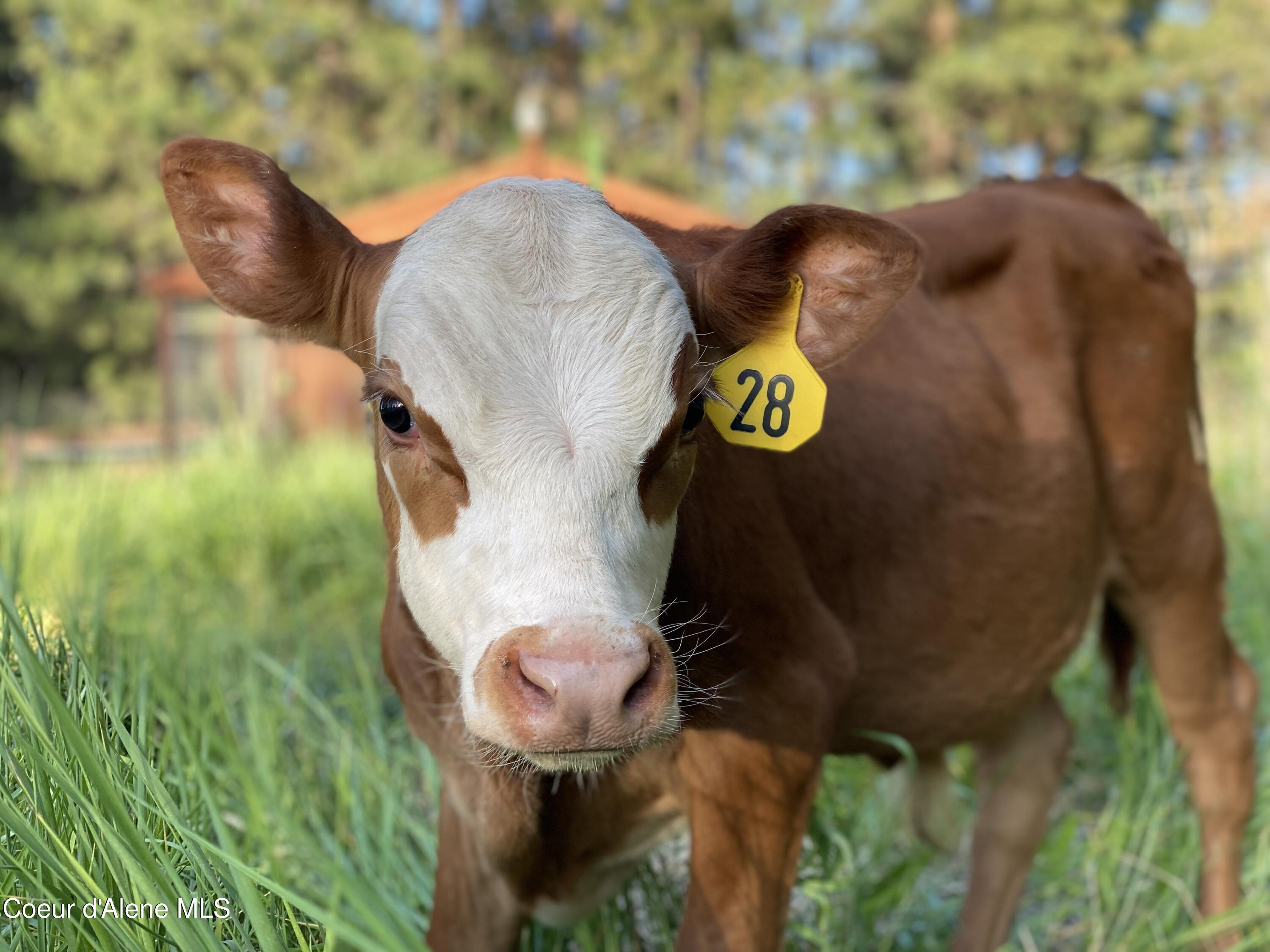 3018 South Signal Point Road Post Falls, ID 83854 - Photo 64 of 117 Steer