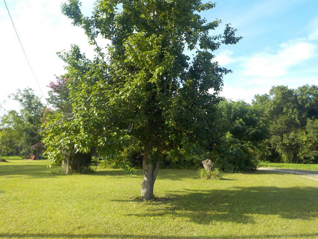 210-ac Jernigan Road Gordon, AL 36343 - Photo 5 of 36