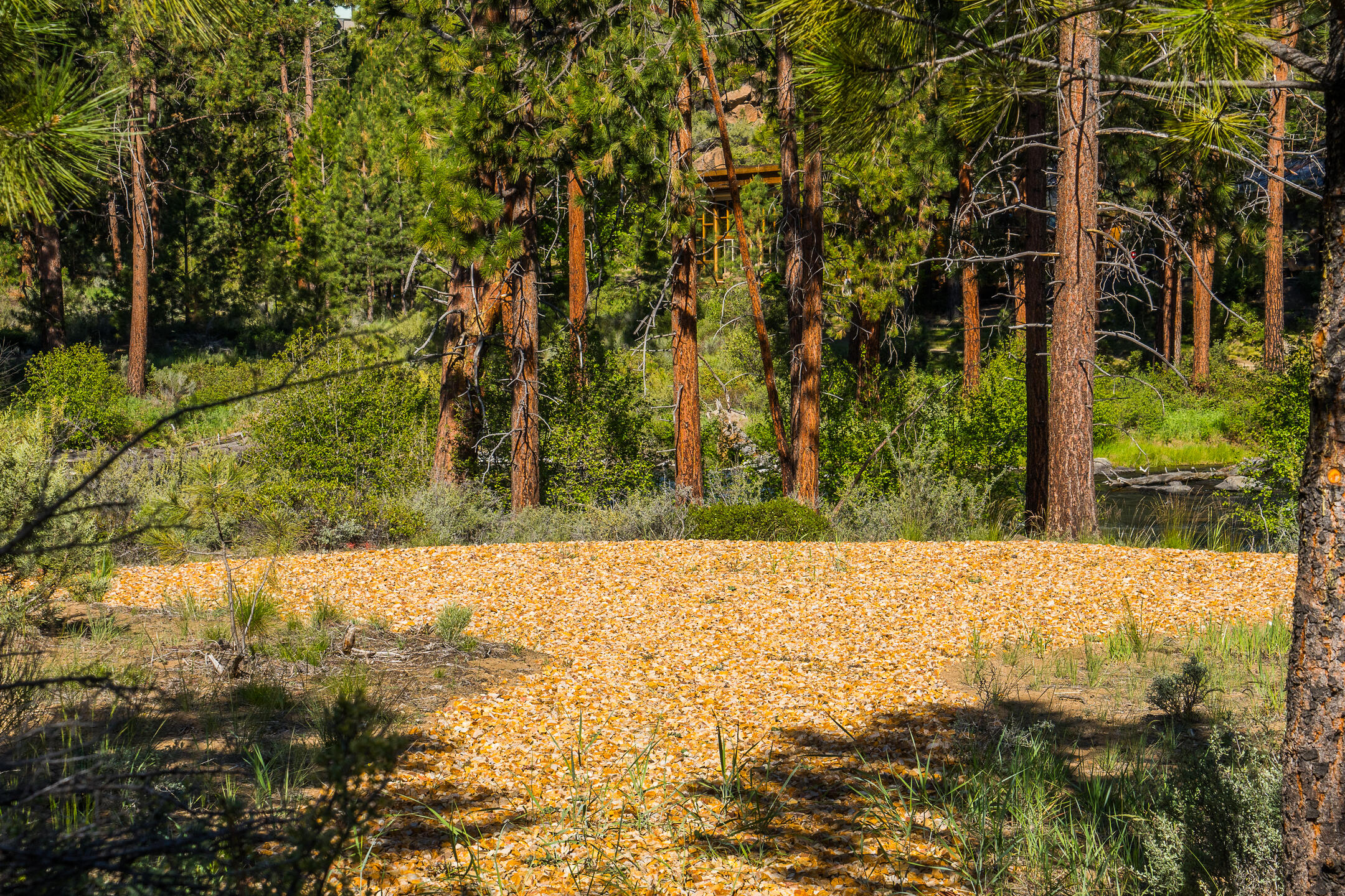 60893 River Rim Drive Bend, OR 97702 - Photo 62 of 70 62.2
