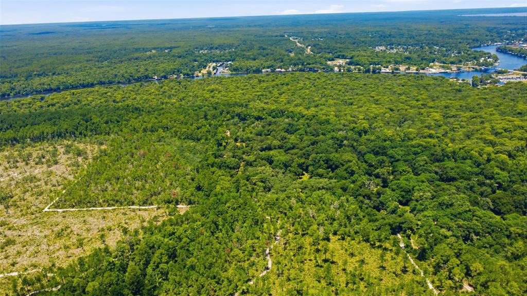 2140 St Johns River Road Astor, FL 32102 - Photo 29 of 36 a view of a lush green forest with a houses