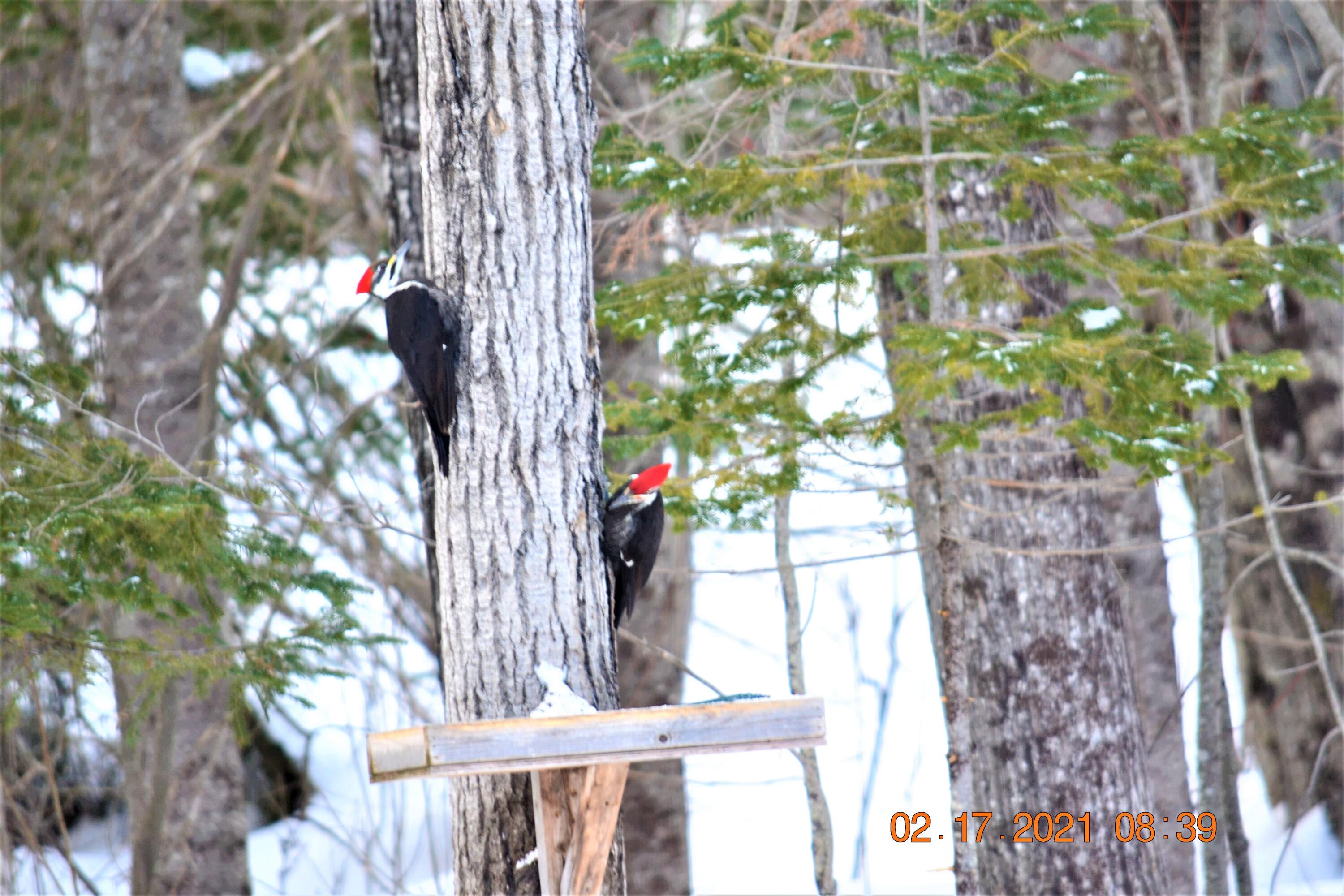 12 Nubble Way Stratton, ME 04982 - Photo 87 of 87 Woodpeckers