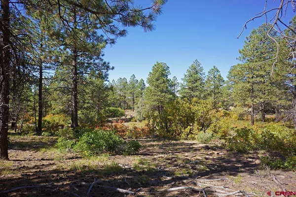 a view of a yard with plants and trees