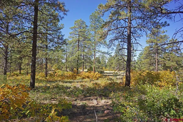 a view of a yard with trees