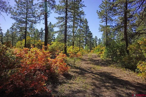 a view of a yard with trees