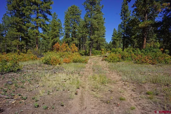 a view of a yard with plants and tree