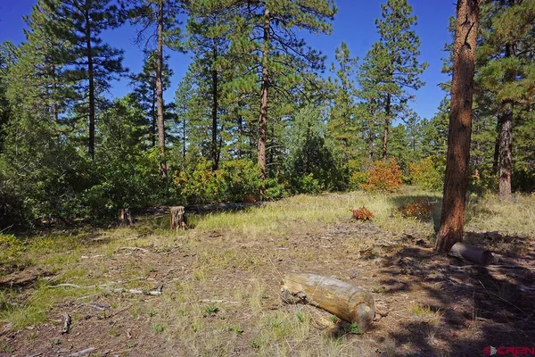 a view of a yard with plants and trees