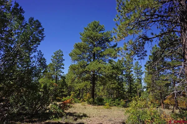 a view of a tree