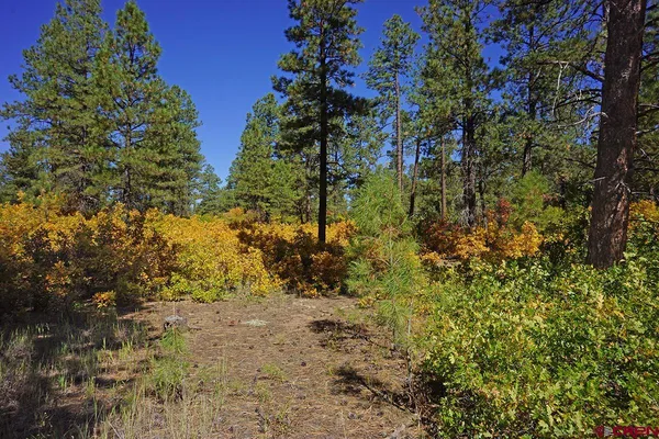 a view of a tree in a yard