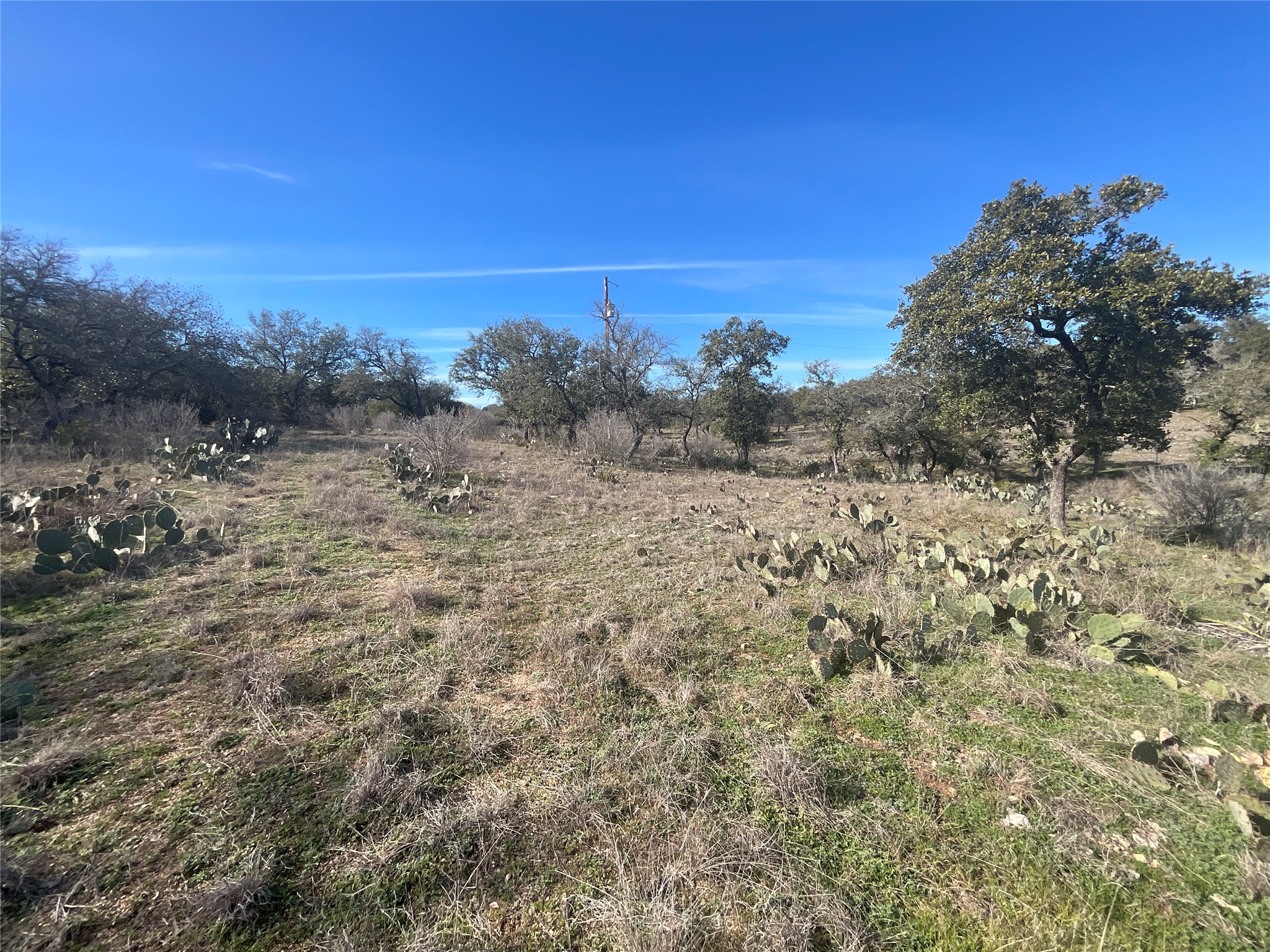 1909 Performer Road Spicewood, TX 78669 - Photo 11 of 19 a view of a yard with a tree