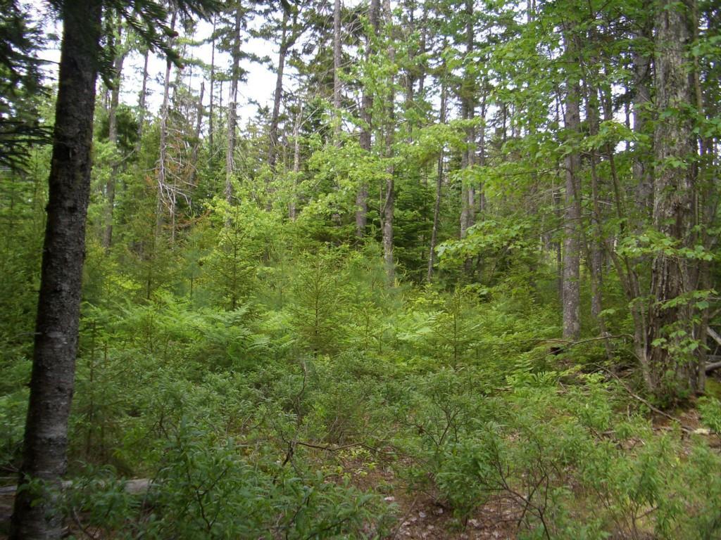 0 Robb Road Brooklin, ME 04616 - Photo 5 of 5 Photo