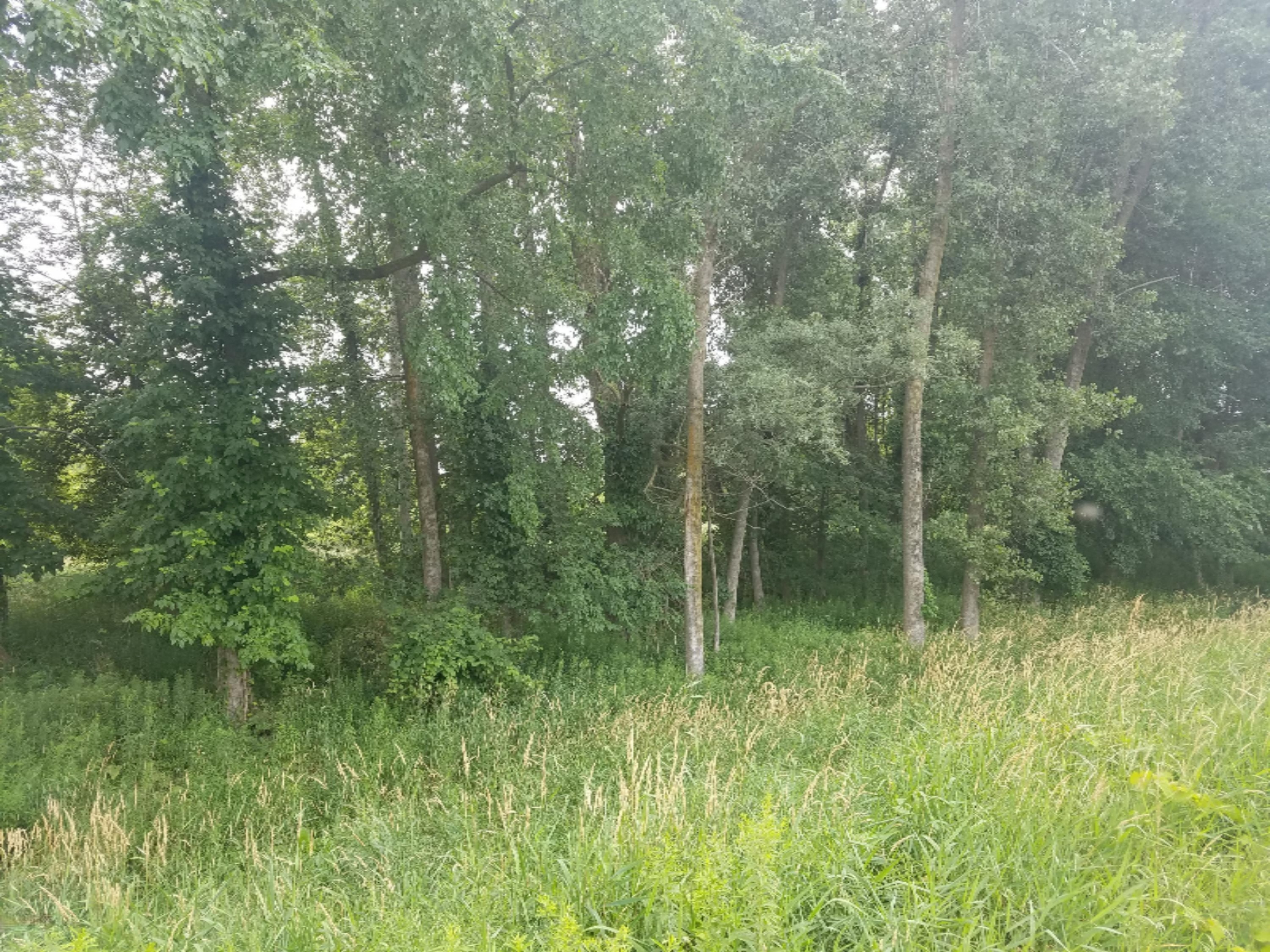 12857 5 Mile Road Northeast Belding, MI 48809 - Photo 3 of 5 5 mile 2