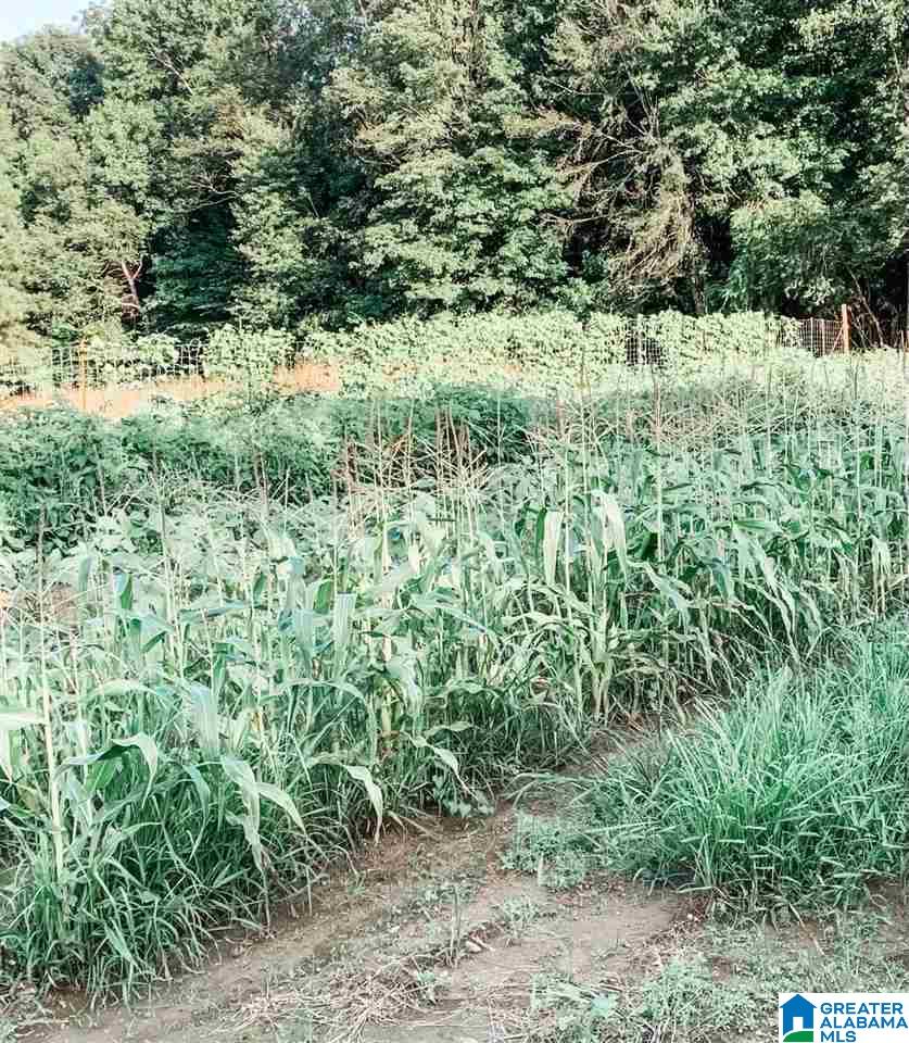 4000 County Road 20 Oneonta, AL 35121 - Photo 10 of 48