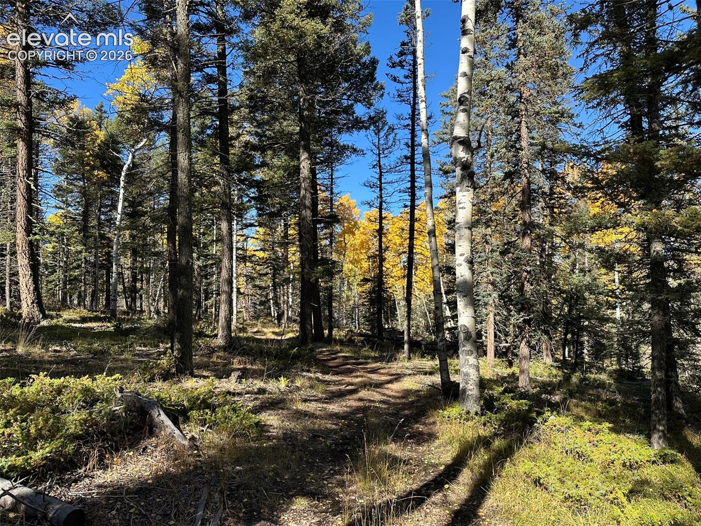 2940 NORTH Rd Divide Divide, CO 80814 - Photo 14 of 27 Gallery Image 14