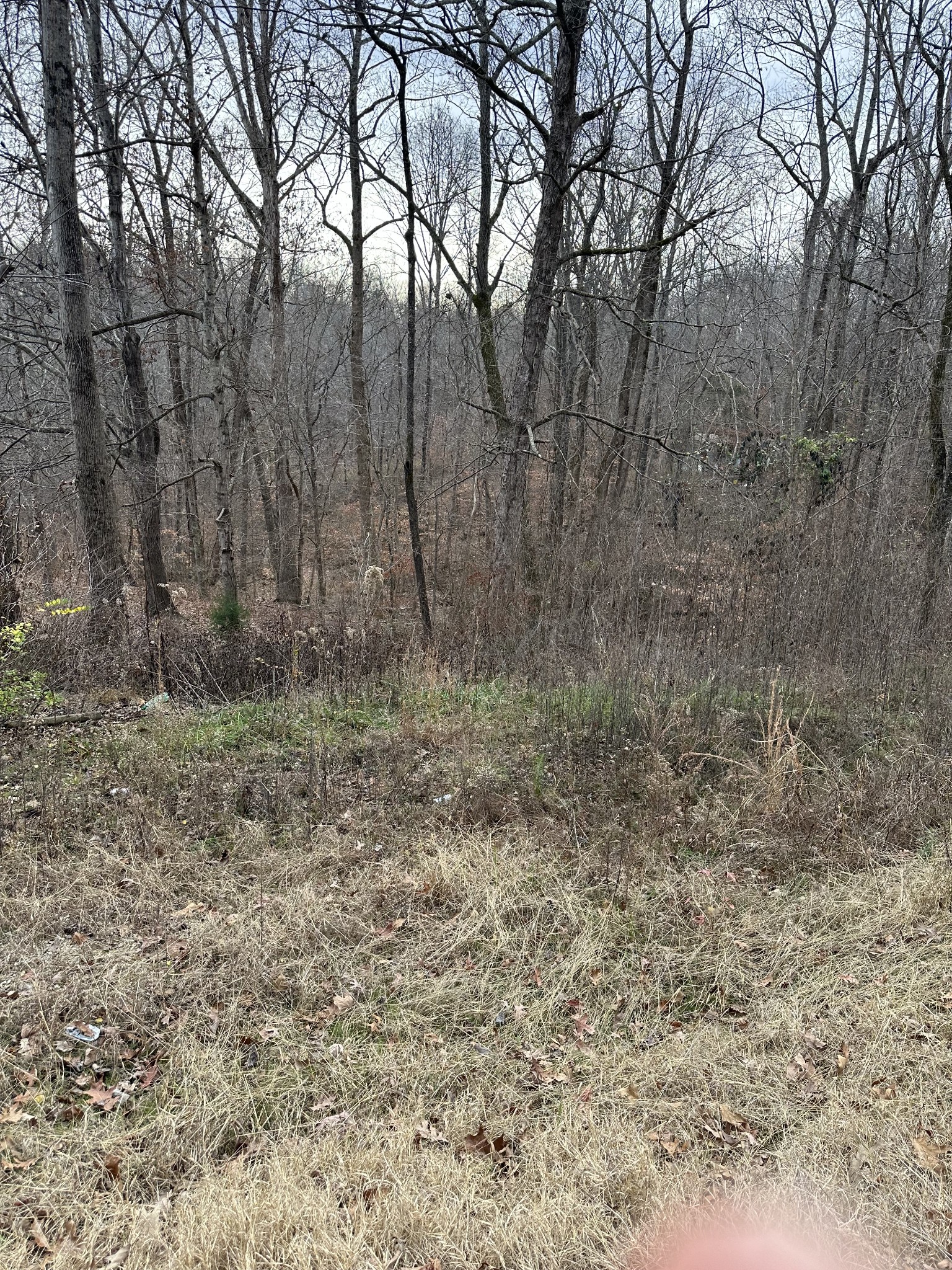461 Ranger Road Jackson, TN 38301 - Photo 1 of 3 a view of forest