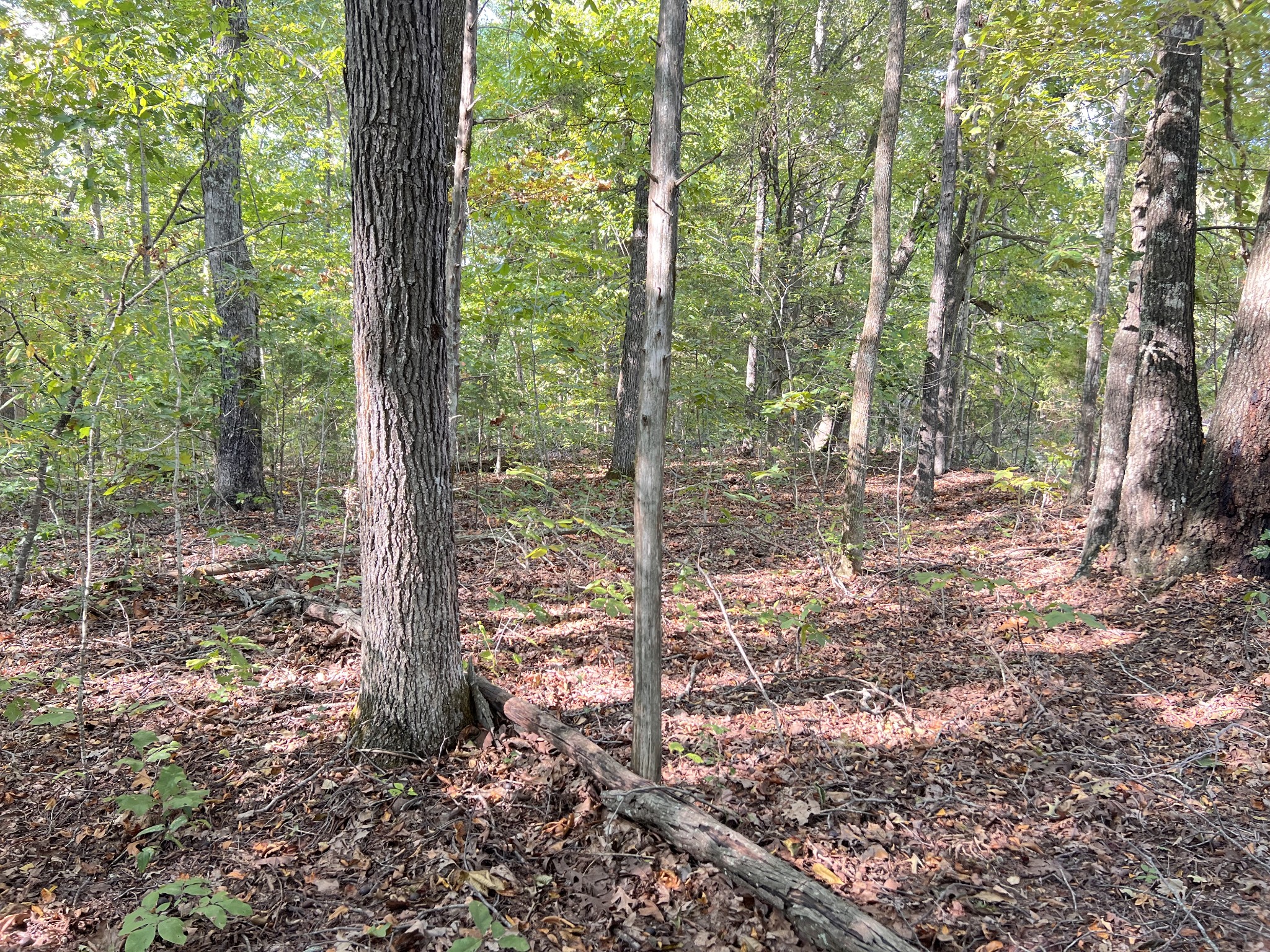 10309 Goff Ridge Road Baxter, TN 38544 - Photo 31 of 31 a view of a forest with trees