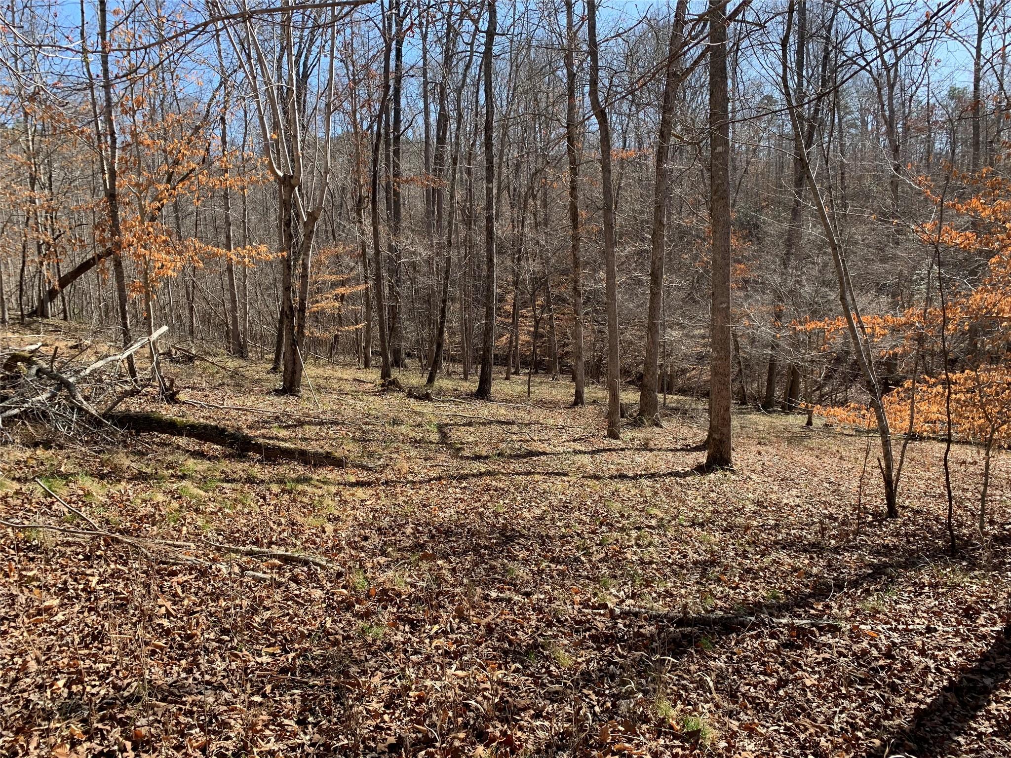0 Valley Drive, Unit 143 Rutherfordton, NC 28139 - Photo 7 of 24 a view of a yard with a tree