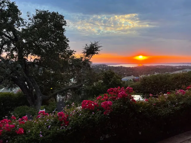 a view of a flower in a yard