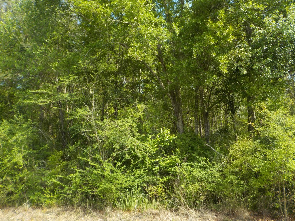 5.3-ac Memphis Church Road Dothan, AL 36301 - Photo 24 of 29
