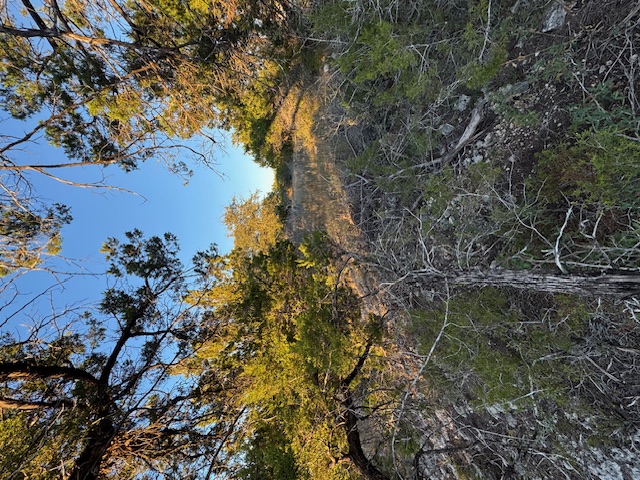 6802 Cedar Ridge Circle Lago Vista, TX 78645 - Photo 7 of 19 View of tree filled area