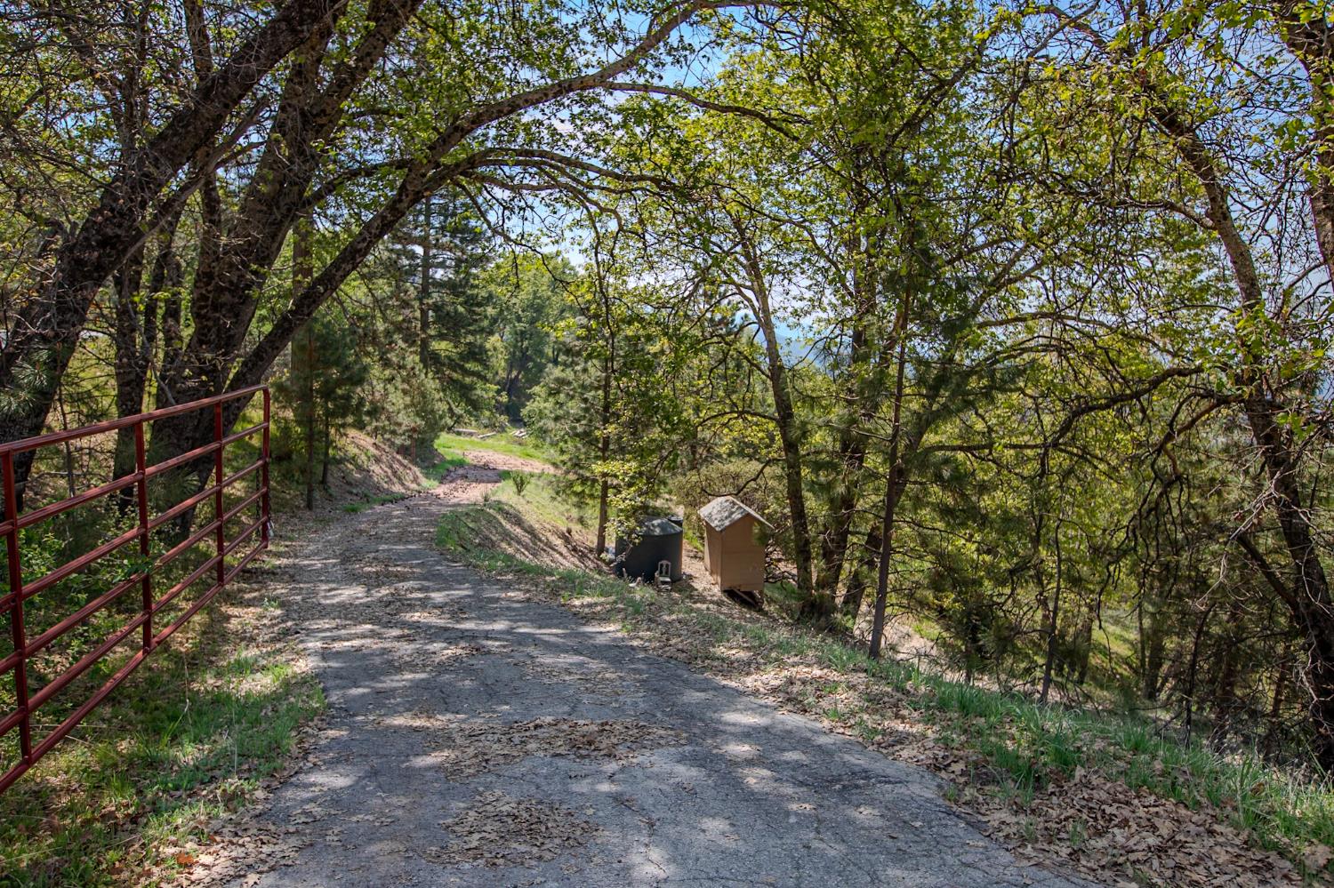 52865 Highway 245 Miramonte, CA 93641 - Photo 27 of 50 a view of a forest with trees