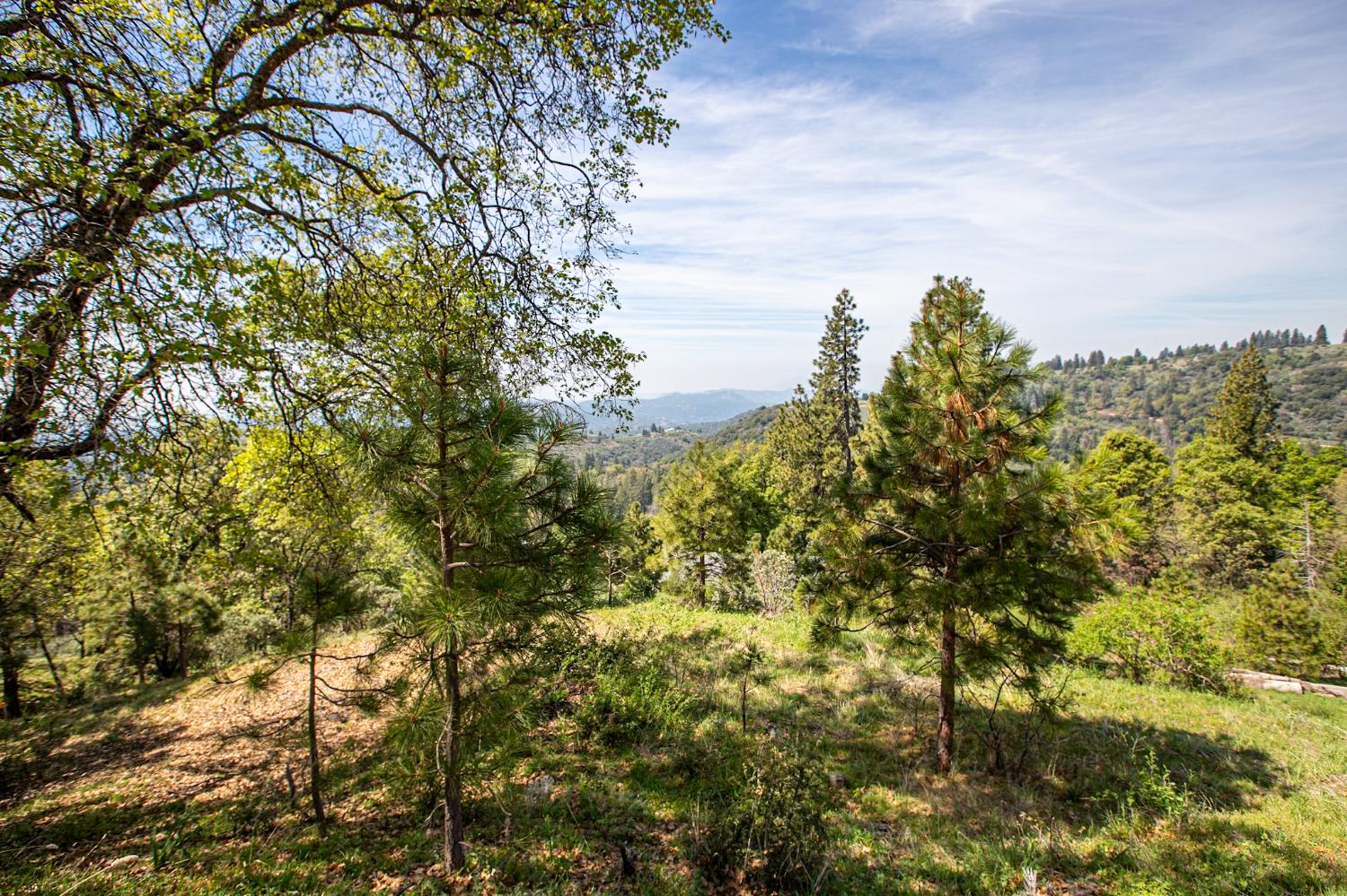 52865 Highway 245 Miramonte, CA 93641 - Photo 29 of 50 a view of a yard with a tree