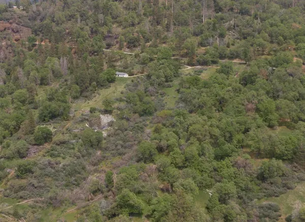 a view of a forest with trees in the background