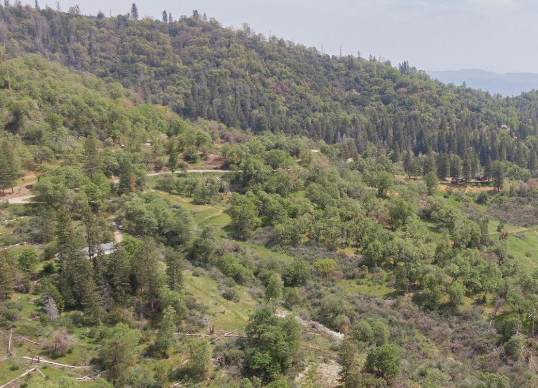 52865 Highway 245 Miramonte, CA 93641 - Photo 42 of 50 a view of a forest with trees in the background