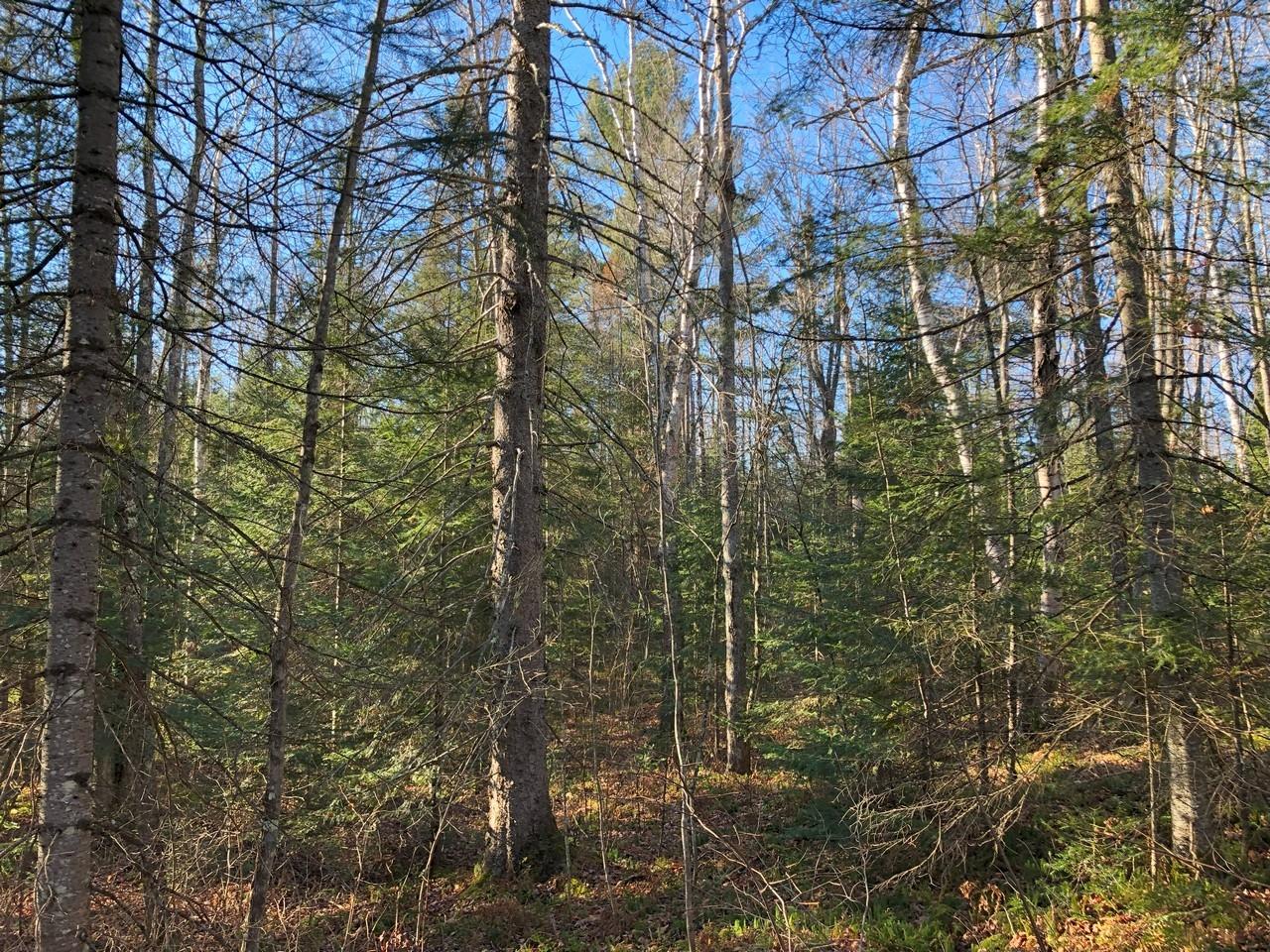On East Bay Road, Unit LOT 2 Presque Isle, WI 54557 - Photo 5 of 21 Gallery Image 5