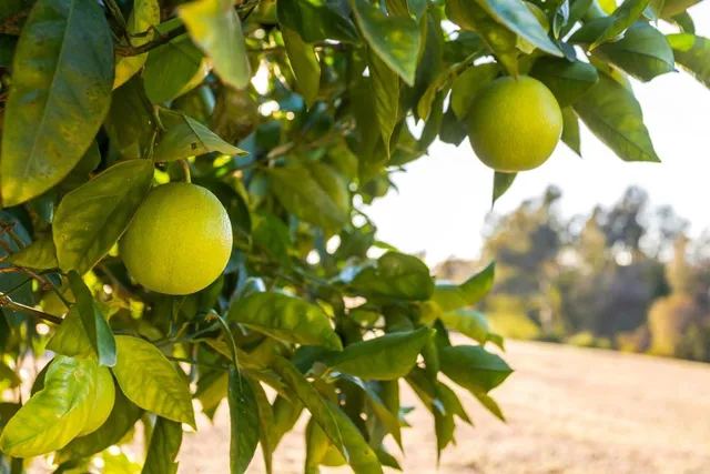 $1,340,000 | 351 Sheila Lane, Fallbrook, CA 92028