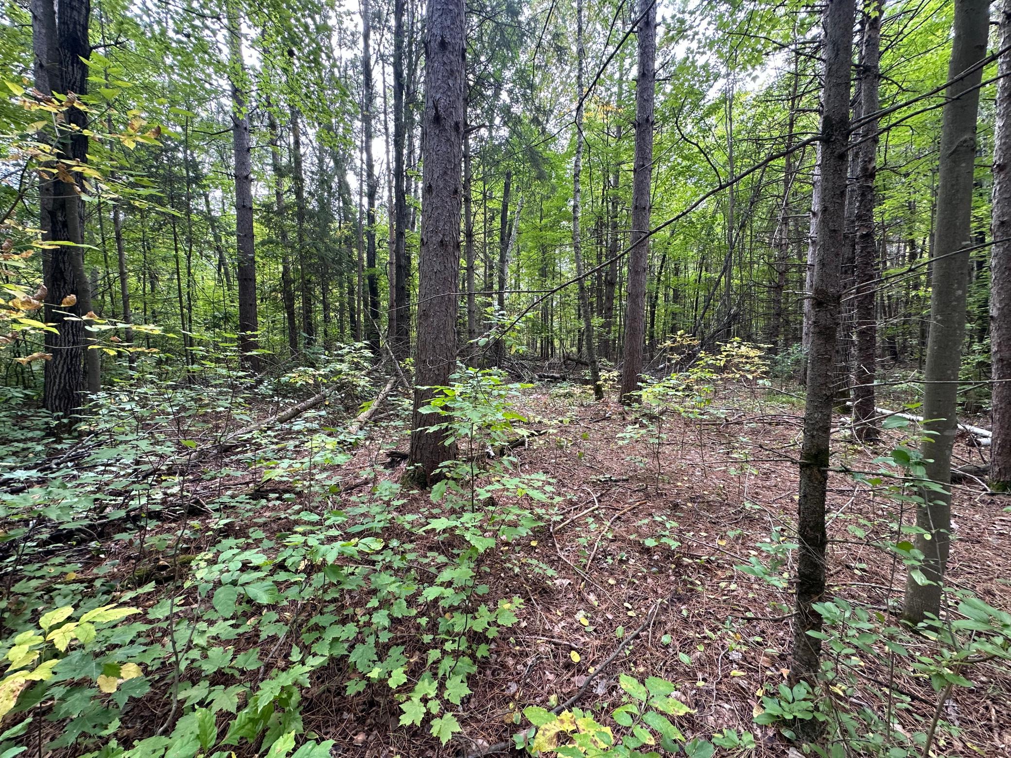Tbd West Fork Road Sandstone, MN 55072 - Photo 11 of 16 Gallery Image 11