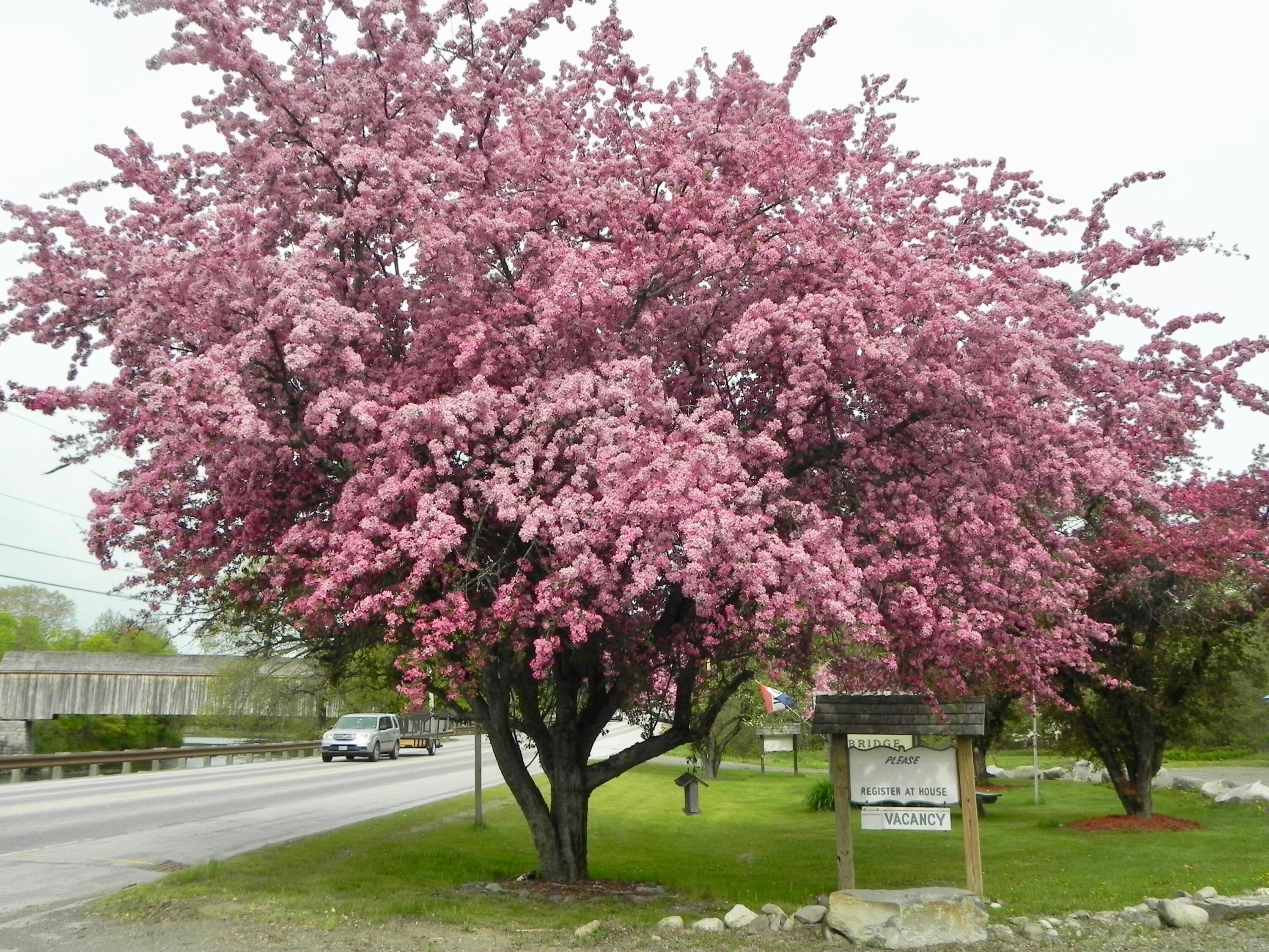 382 Water Street Guilford, ME 04443 - Photo 45 of 49 DSCN7886 (1) 2