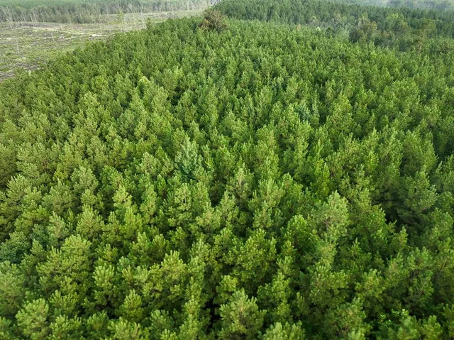 a view of a lush green space