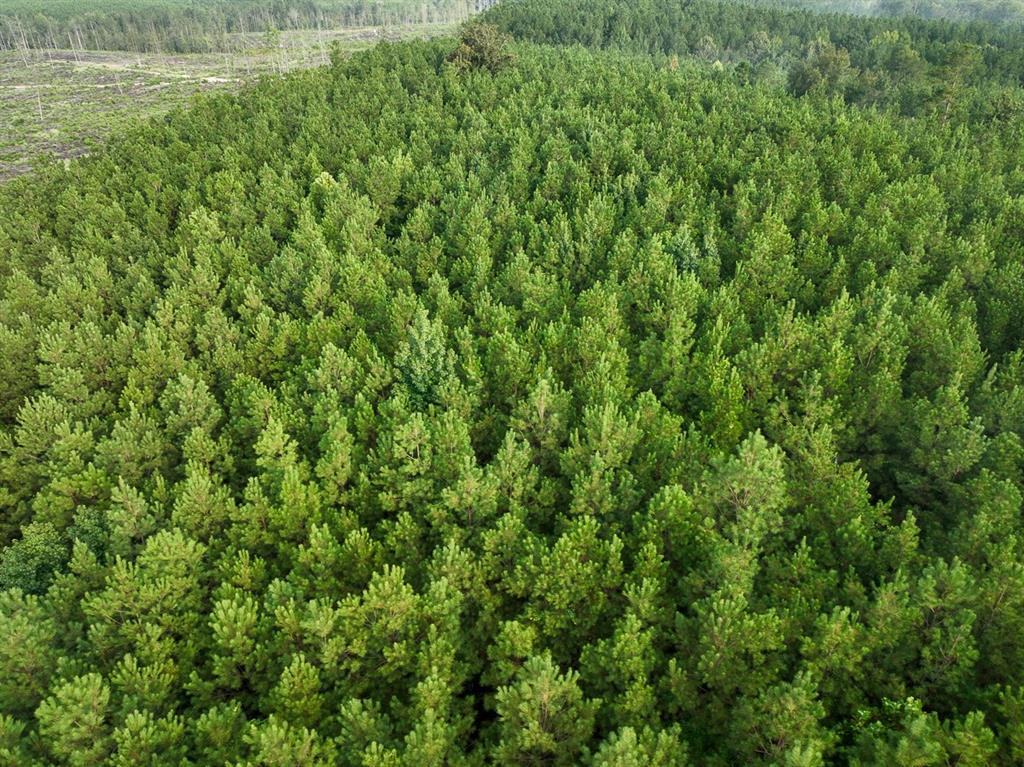 a view of a lush green space