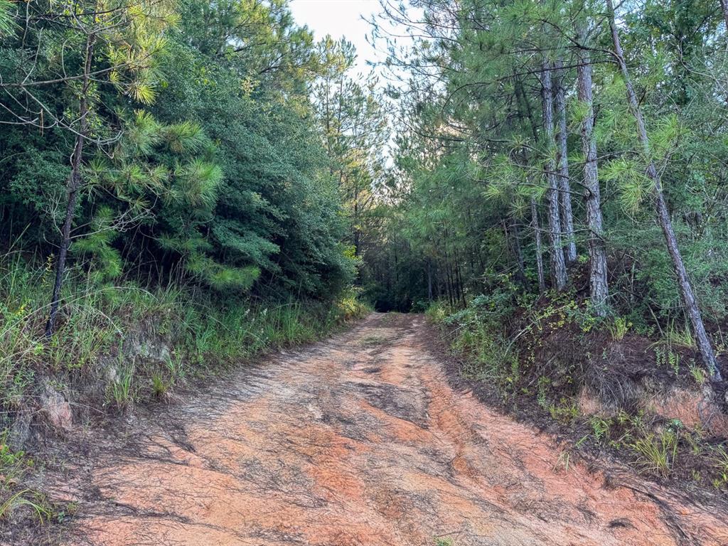 3 Big Hill Fire Tower Road Robeline, LA 71469 - Photo 11 of 13 a big yard with lots of green space and deers