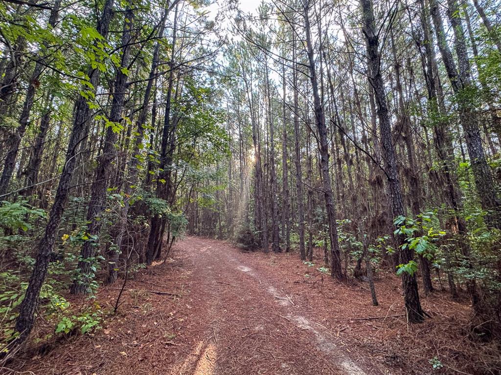 3 Big Hill Fire Tower Road Robeline, LA 71469 - Photo 12 of 13 a view of a forest with trees