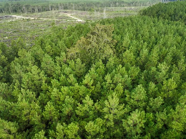a view of outdoor space and yard