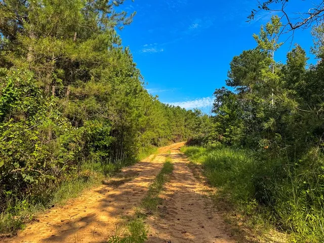 a view of a lush green forest