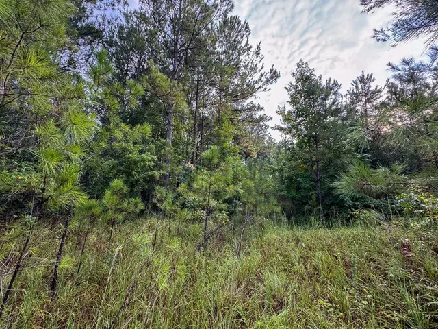a view of a lush green forest