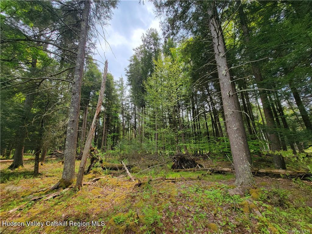 172 Eagles Ridge Way Parksville, NY 12768 - Photo 26 of 36 a view of a forest with trees