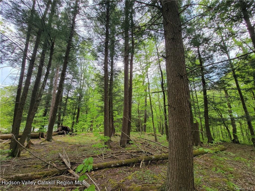 172 Eagles Ridge Way Parksville, NY 12768 - Photo 29 of 36 a view of backyard with trees
