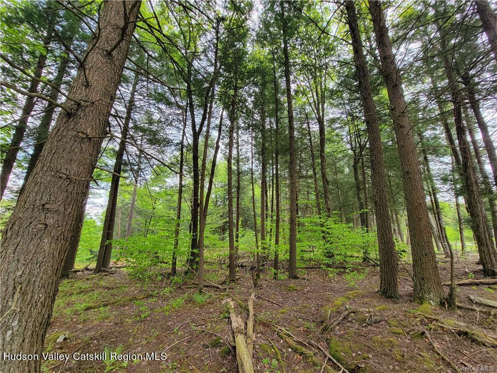 172 Eagles Ridge Way Parksville, NY 12768 - Photo 30 of 36 a view of lush green forest