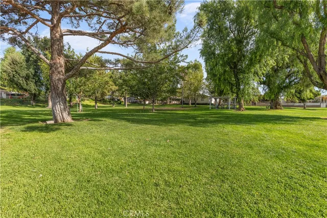 a view of a trees in a yard