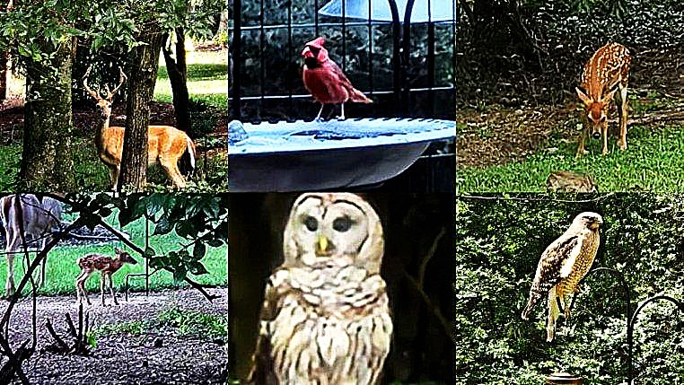 303 Raintree Drive Hendersonville, TN 37075 - Photo 8 of 36 a front view of a house with garden