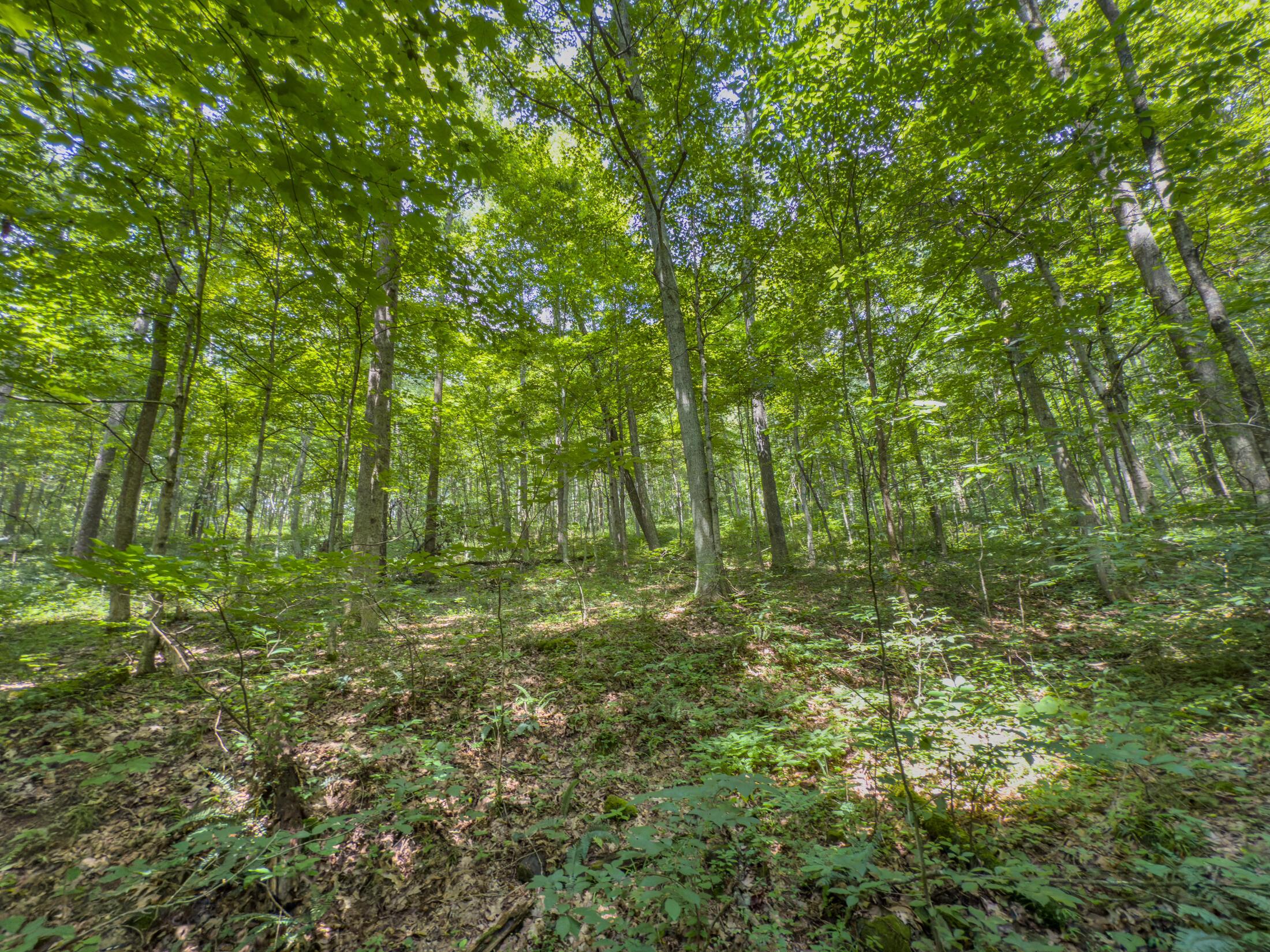 0 Sowers Road McArthur, OH 45651 - Photo 14 of 20 IMG_0341