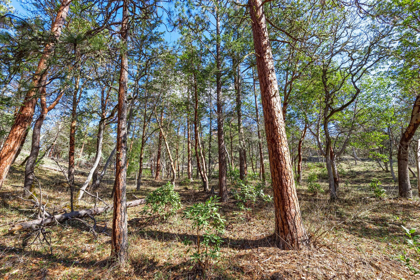 9699 Wagner Creek Road Talent, OR 97540 - Photo 16 of 52 Upper lot