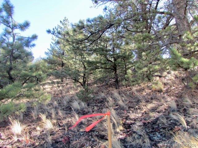 Cherokee Trail Hartsel, CO 80449 - Photo 10 of 28 a yard with a tree